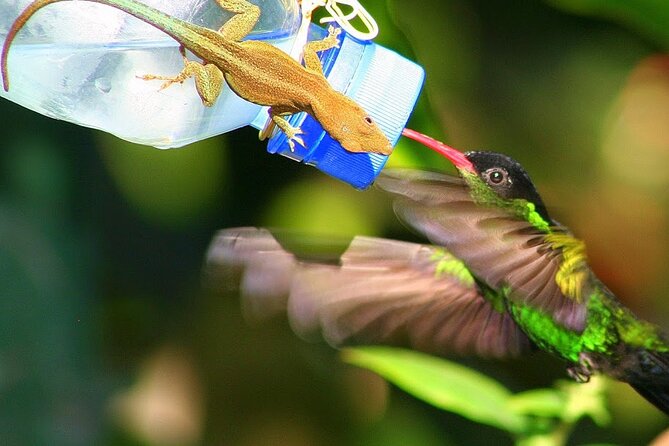 Rockland Bird Sanctuary plus Montego Bay Highlights & Shopping Private Tour - Feeding hummingbirds from your hand
