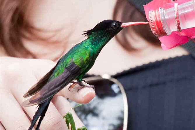Rockland Bird Sanctuary plus Montego Bay Highlights & Shopping Private Tour - Private transport makes the short schedule easier