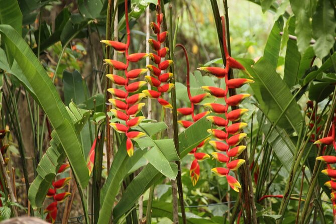 Rockland Bird Sanctuary plus Montego Bay Highlights & Shopping Private Tour - Montego Bay highlights and souvenir shopping