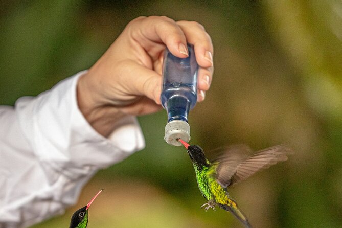 Rockland Bird Sanctuary plus Montego Bay Highlights & Shopping Private Tour - A cool mountain setting with a personal touch
