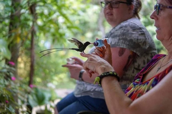 Rockland Bird Sanctuary Private Tour - A close look at Jamaica’s hummingbirds