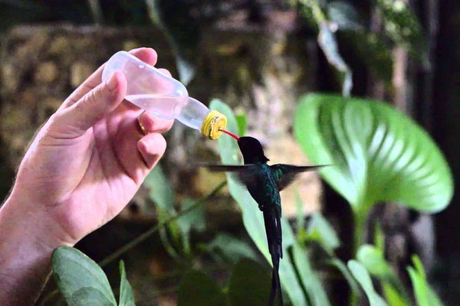 Rockland Bird Sanctuary Private Tour - What you might see beyond the hummingbirds
