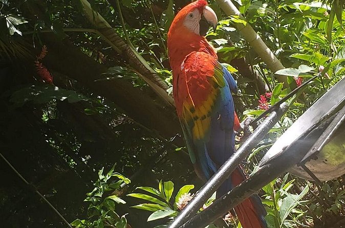 Rockland Bird Sanctuary Tour [Transportation] Hotel Pick-Up - How the one-hour sanctuary visit unfolds