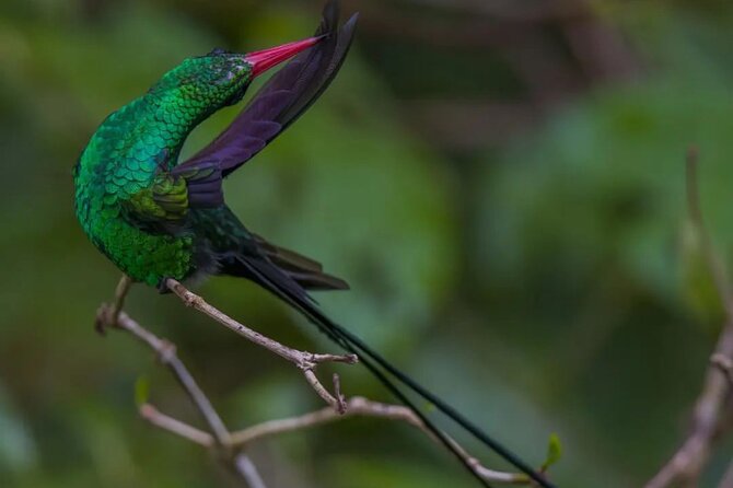 Rocklands Bird Sanctuary and Montego Bay Highlights - Entering Rocklands Bird Sanctuary