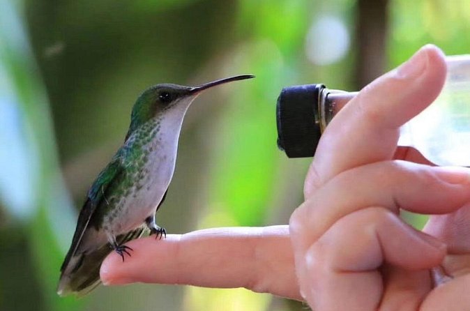 Rocklands Bird Sanctuary and Montego Bay Highlights - What the 90-minute stop feels like