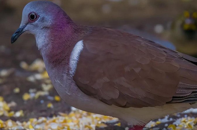 Rocklands Bird Sanctuary and Montego Bay Highlights - The drivers can shape the day