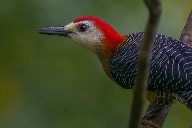 Rocklands Bird Sanctuary and Montego Bay Highlights - Who will enjoy Rocklands most