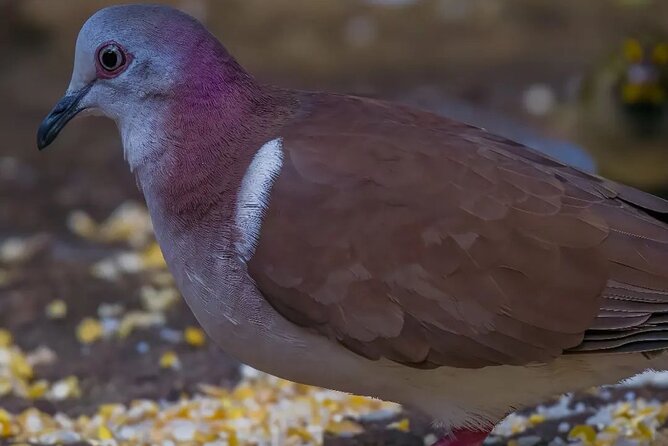 Rocklands Bird Sanctuary and Montego Bay Highlights - Useful planning details before you book