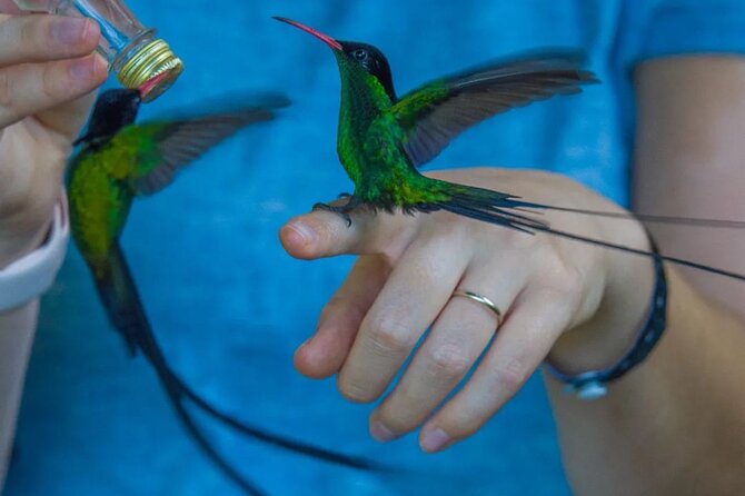 Rocklands Bird Sanctuary and Montego Bay Highlights - Beyond the hummingbirds