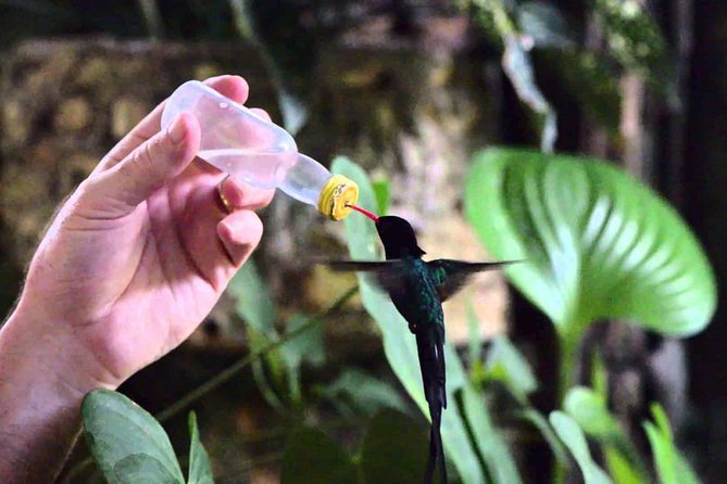 Rocklands Bird Sanctuary & City Highlights plus Shopping from Montego Bay - What the six-hour schedule really means
