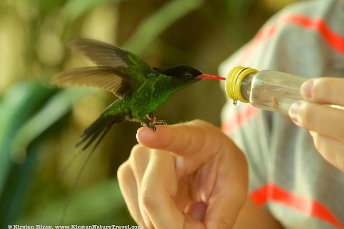 Rocklands Bird Sanctuary & City Highlights plus Shopping from Montego Bay - Sam Sharpe Square and the downtown drive