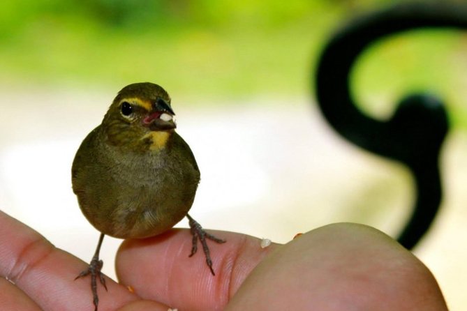 Rocklands Bird Sanctuary & City Highlights plus Shopping from Montego Bay - Richmond Hill and the view over Montego Bay