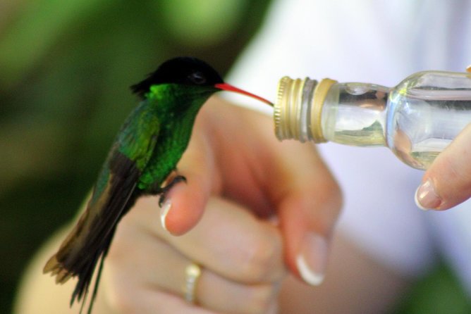 Rocklands Bird Sanctuary & City Highlights plus Shopping from Montego Bay - Is $135 a fair price?