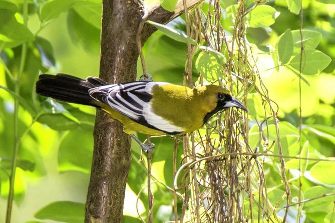 Rocklands Bird Sanctuary & City Highlights plus Shopping from Montego Bay - Who will enjoy this outing most?