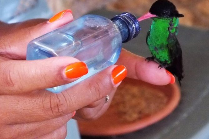 Rocklands Bird Sanctuary & City Highlights plus Shopping from Montego Bay - Montego Bay’s Hip Strip for shopping