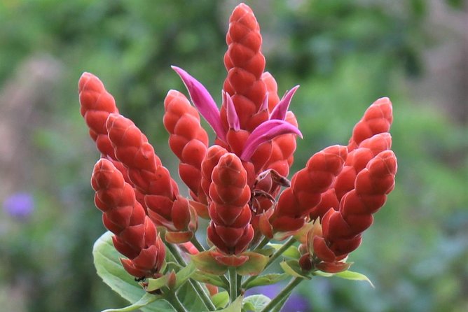 Skip the Line: Ahhh Ras Natango Gallery and Garden Admission Tickets - Who Will Enjoy This Visit Most?