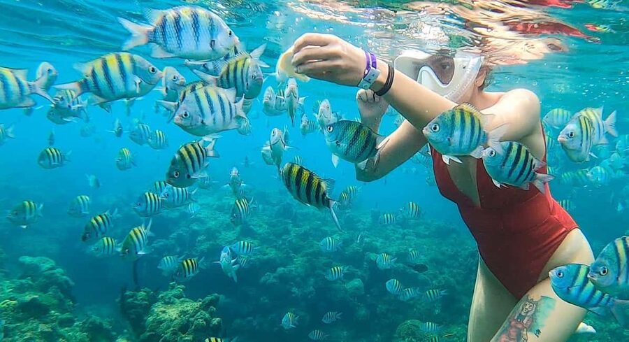 Snorkeling in Montego Bay with Transportation - A 15-minute ride to Montego Bay