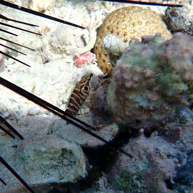 Snorkeling in Montego Bay with Transportation - Is $133 per person a fair price?