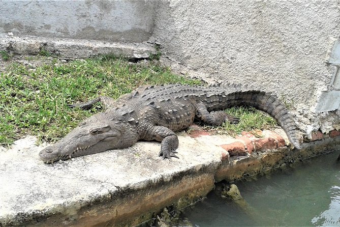 YS Falls and Black River Safari Guided Tour from Montego Bay and Grand Palladium - Lunch beside the Black River