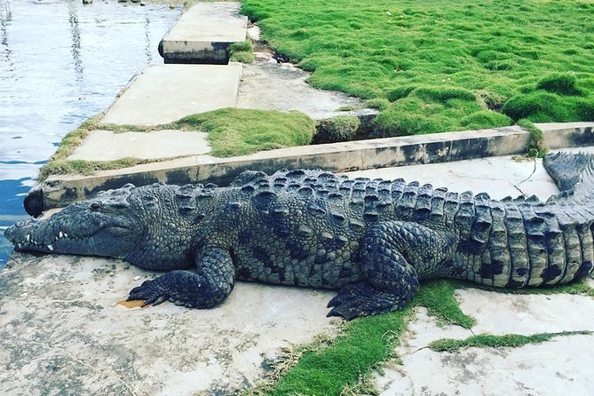 YS Falls, Black River Safari, and Floyd's Pelican Bar Day-Trip (Transportation) - Floyd’s Pelican Bar: the day’s most unusual stop