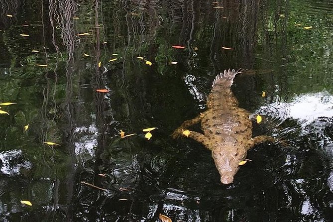 YS Falls, Black River Safari, and Floyd's Pelican Bar Day-Trip (Transportation) - Why the private format can be worth the price
